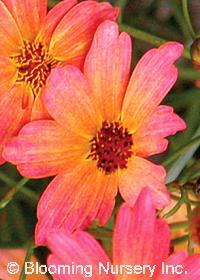 Coreopsis 'Limerock Dream'